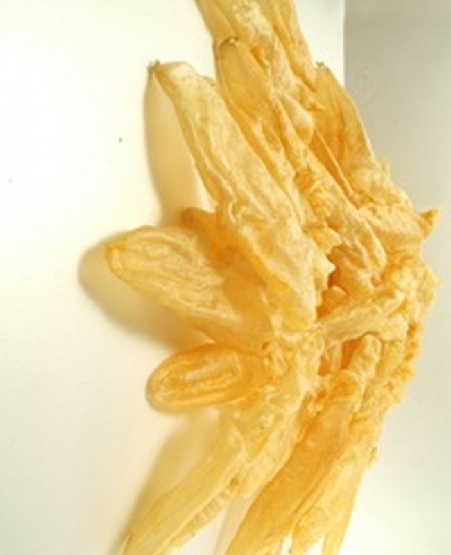 Fish Maw Tube