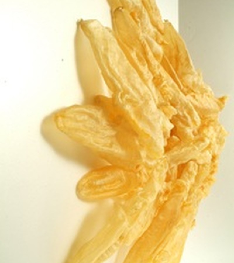 Fish Maw Tube Fish Maw Tube